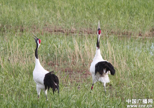 吉林向海濕地里丹頂鶴的故事