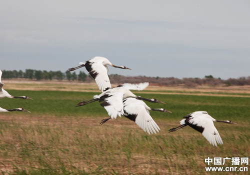 吉林向海濕地里丹頂鶴的故事