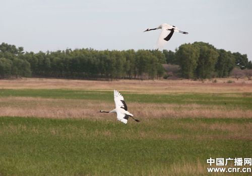 吉林向海濕地里丹頂鶴的故事