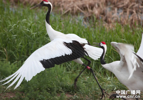 吉林向海濕地里丹頂鶴的故事