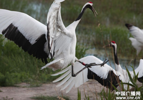 吉林向海濕地里丹頂鶴的故事