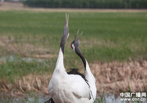 吉林向海濕地里丹頂鶴的故事