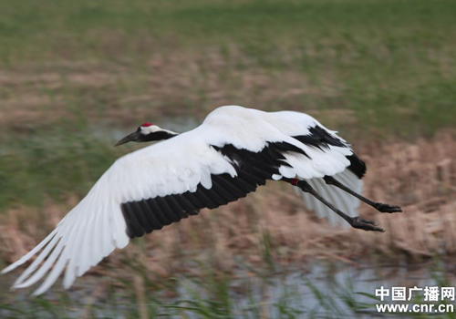 吉林向海濕地里丹頂鶴的故事