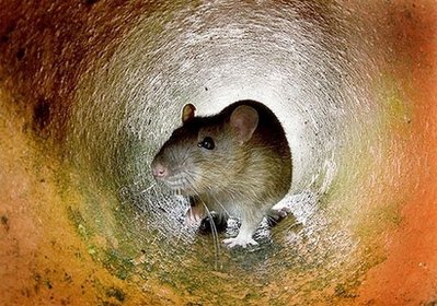 瑞士科學(xué)家發(fā)明療癱新法 成功治好實(shí)驗(yàn)鼠人類也適用