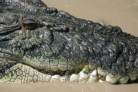 圖:澳大利亞漁民捕海參時遭3米長鱷魚攻擊受輕傷