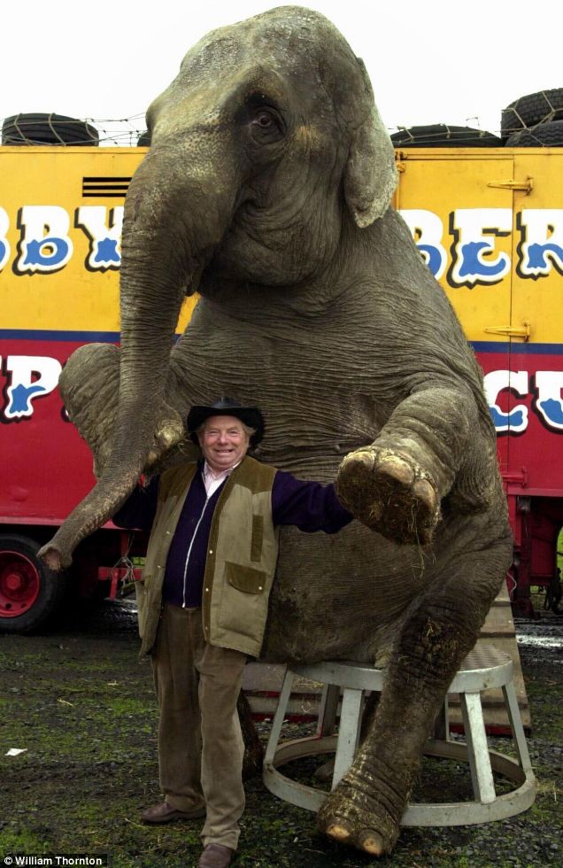 歐洲最老大象在馬戲團(tuán)境遇悲慘 病痛纏身還遭毆打