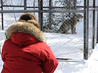 據(jù)稱俄雪豹坐直升機(jī)、關(guān)禁閉 只為等總理普京“接見(jiàn)”