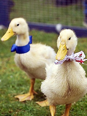 凱特家鄉(xiāng)舉辦熱鬧慶?;顒?村民激動落淚