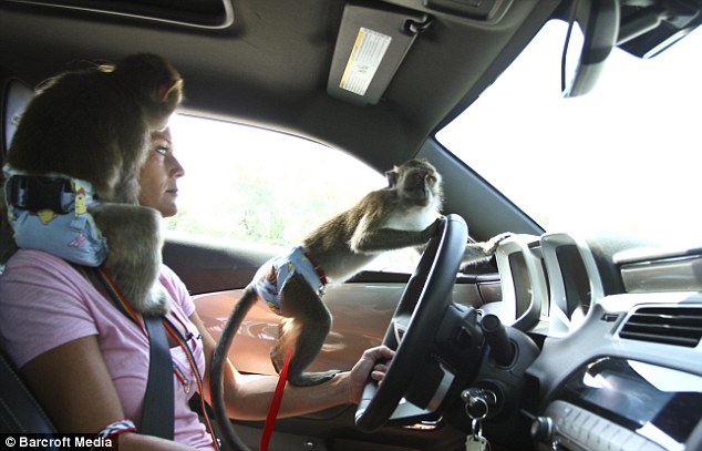 美國婦女自認“猴媽” 飼養(yǎng)5只獼猴形影不離甚至同睡