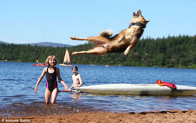 英國(guó)一牧羊犬“身懷絕技”有望破世界紀(jì)錄