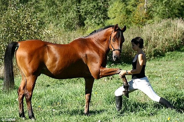 加拿大高齡賽馬愛學(xué)主人做瑜伽 強身療傷重回賽場