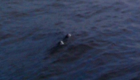 尼斯湖再現(xiàn)水怪?狀如“潛在水下的鳥(niǎo)”