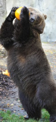 投籃、砸爛、發(fā)呆 萬(wàn)圣節(jié)南瓜難倒德國(guó)棕熊（組圖）