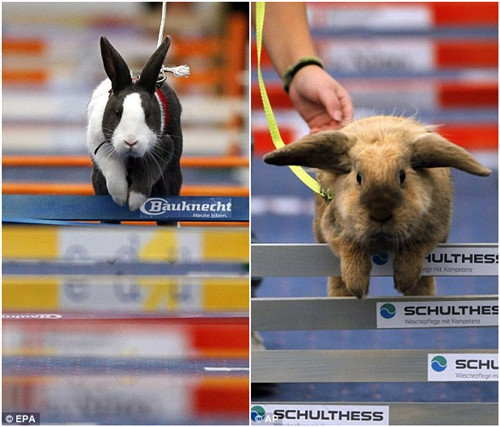 瑞士舉辦兔子跳欄比賽 50余只兔子爭相激戰(zhàn)