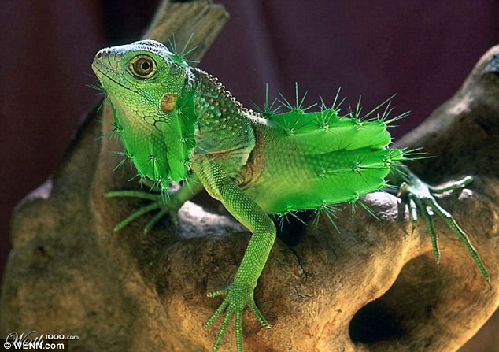 知名藝術(shù)網(wǎng)站擺圖片設(shè)計(jì)擂臺賽（組圖）