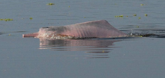 世界自然基金會(huì)報(bào)告：亞馬孫地區(qū)10年發(fā)現(xiàn)1200新物種