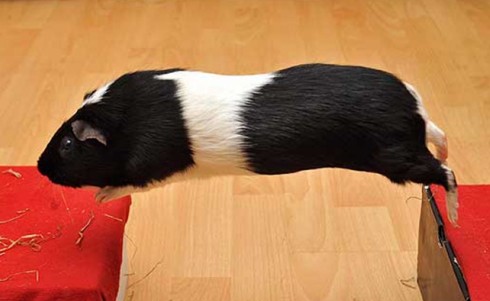 蘇格蘭一只天竺鼠飛躍30厘米距離 創(chuàng)吉尼斯紀(jì)錄