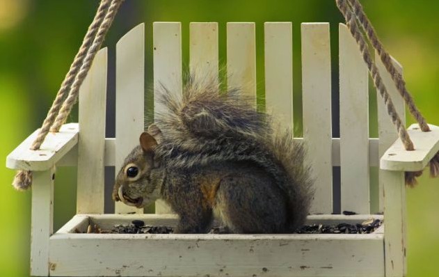 齙牙松鼠“身殘志堅(jiān)” 長了顆“象牙”仍“吃嘛嘛香”