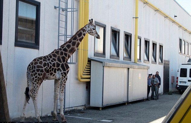 組圖：意大利馬戲團(tuán)長頸鹿逃跑 逍遙上街忙壞警察
