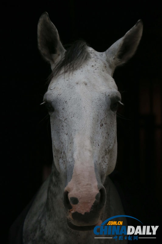 探訪京城頂級(jí)馬術(shù)俱樂(lè)部