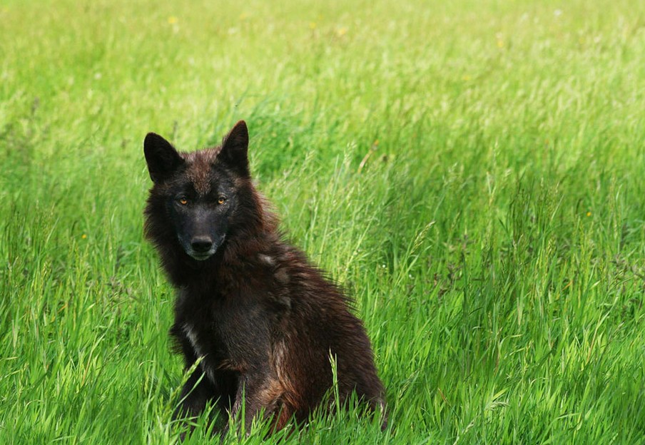 2012國家地理攝影大賽入圍佳作