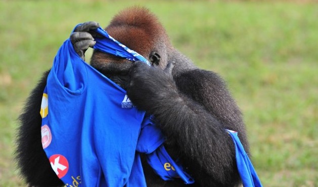 大猩猩也臭美？花半小時穿一件T恤（圖片新聞）
