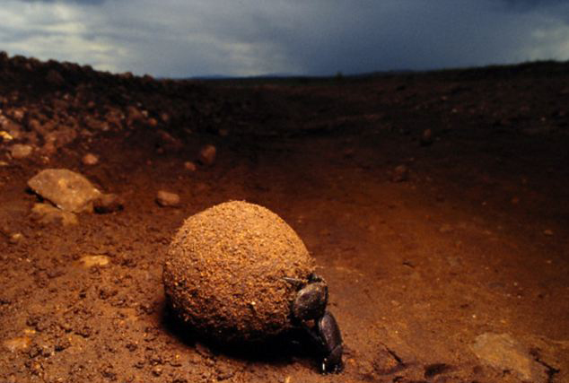 科學(xué)家首次發(fā)現(xiàn)“屎殼郎”能依靠星光進(jìn)行導(dǎo)航