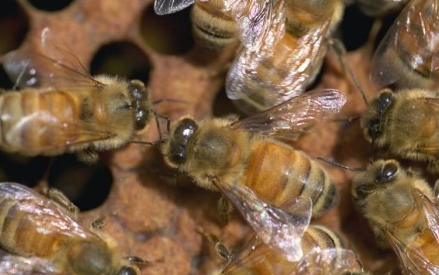蜂刺毒素可殺死艾滋病毒！突破性研究成果振奮人心