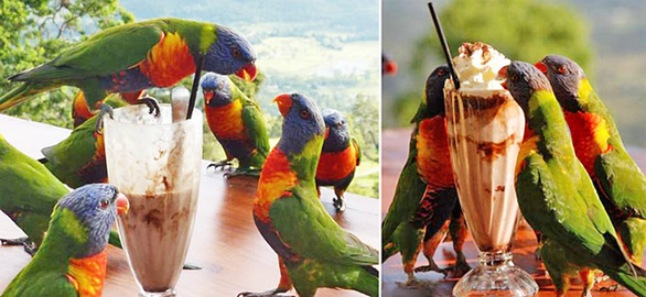 讓人忍俊不禁的動物界吃貨百態(tài)