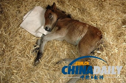 圖:小馬駒把泰迪熊當(dāng)“媽媽” 形影不離依偎撒嬌