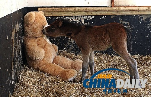 圖：小馬駒把泰迪熊當(dāng)“媽媽” 形影不離依偎撒嬌