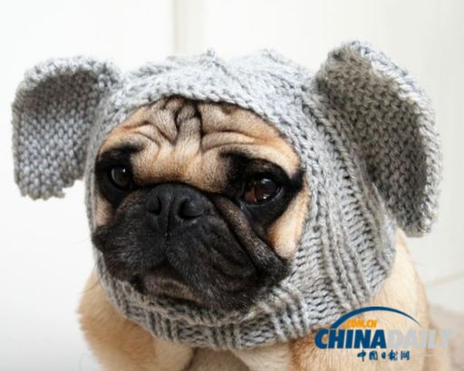 美國(guó)女大學(xué)生推出狗狗專用服飾 保暖同時(shí)討人憐愛