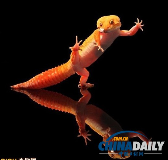 印尼打雨傘青蛙系列系無良攝影師擺拍（組圖）