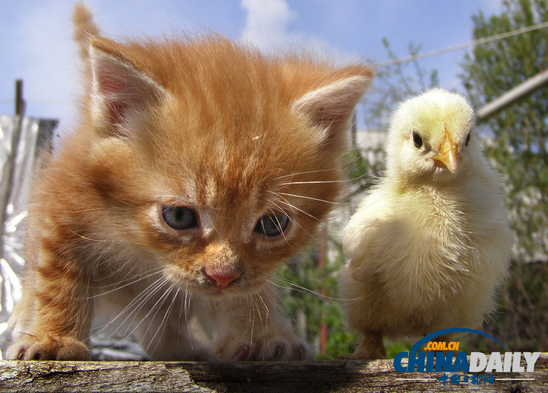 七夕動物秀恩愛 跨越物種情亦堅(高清組圖)
