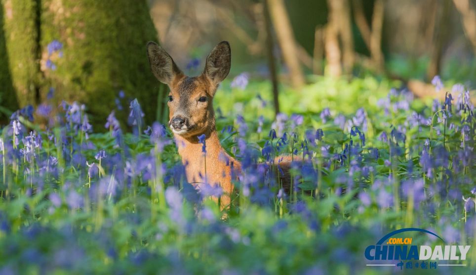 英國森林?jǐn)z影大賽佳作精彩無限 仿佛帶你走入世外桃源