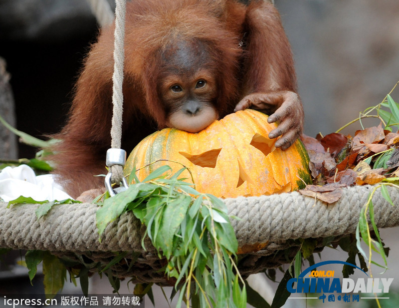 搞笑動(dòng)物萬圣節(jié) 南瓜誘惑難抵擋