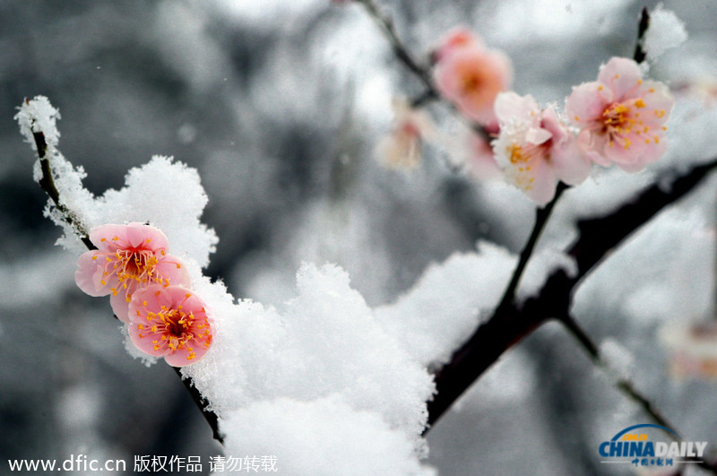 韓國暴雪持續(xù)5日 汽車被埋紅綠燈遭積雪覆蓋