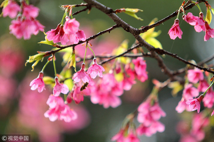 踏青季：春天盛開的9種鮮花 哪一種最美？（組圖）