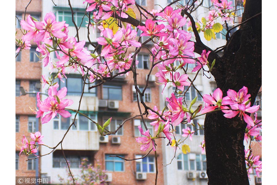 踏青季：春天盛開的9種鮮花 哪一種最美？（組圖）