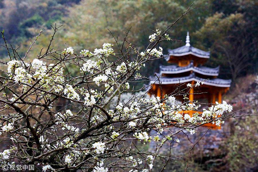 踏青季：春天盛開的9種鮮花 哪一種最美？（組圖）