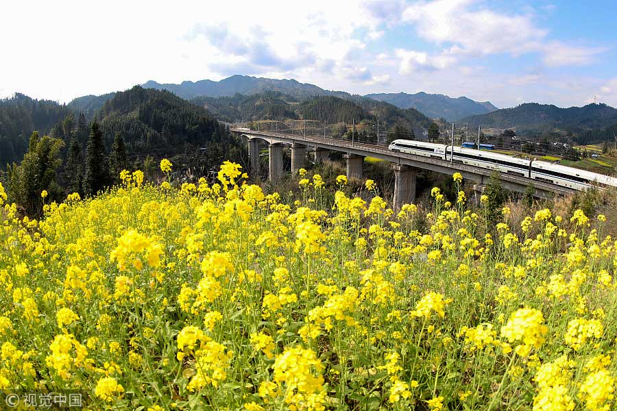 踏青季：春天盛開的9種鮮花 哪一種最美？（組圖）