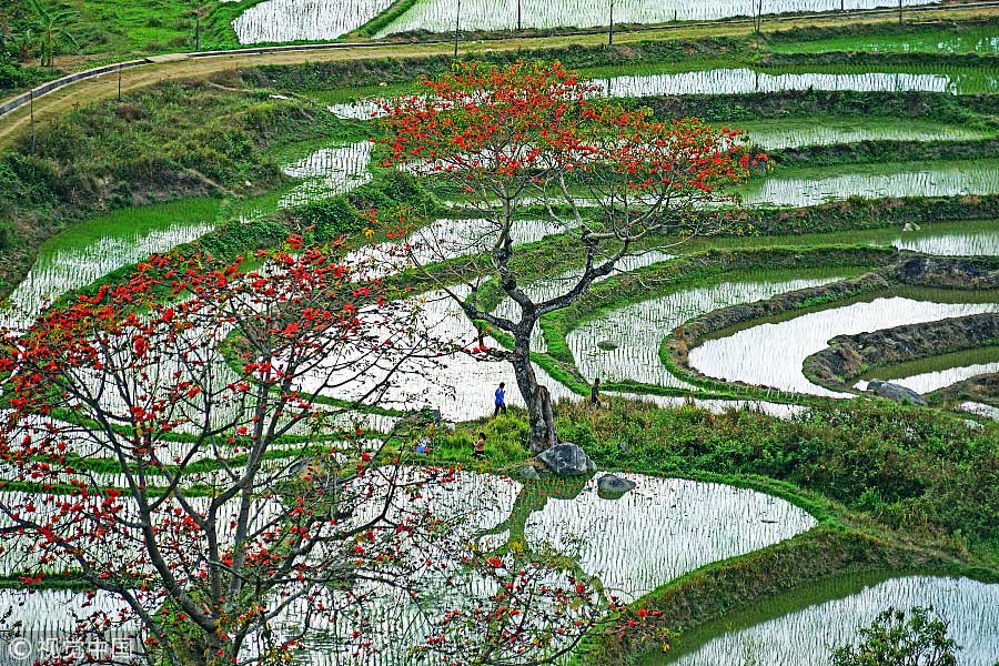 踏青季：春天盛開的9種鮮花 哪一種最美？（組圖）