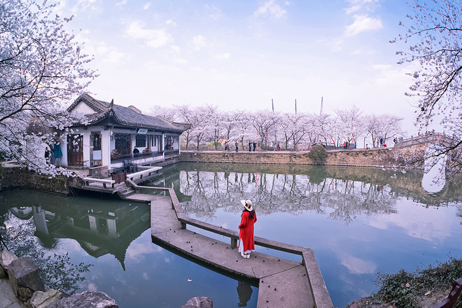 無(wú)錫黿頭渚櫻花盛開(kāi) 景色醉人（組圖）