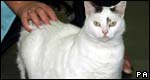 Idioms: Animals 成語：動(dòng)物
