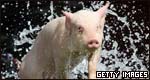 Idioms: Animals 成語：動(dòng)物
