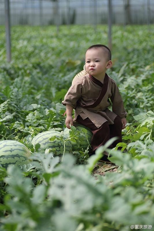 2歲萌娃吆喝自家西瓜 這個(gè)“瓜娃子”要火?。ńM圖）