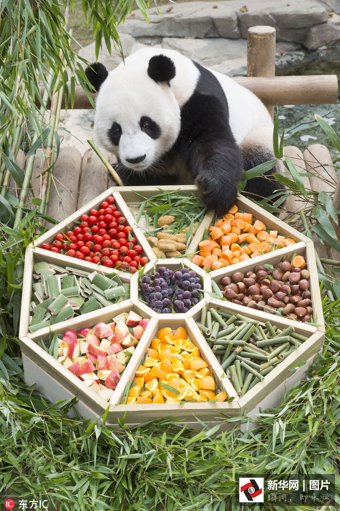 吃得開心！韓國動物園大熊貓?zhí)崆跋硎芄?jié)日大餐（組圖）