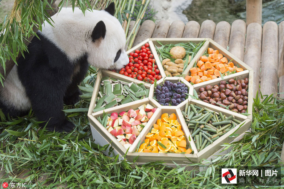 吃得開心！韓國動物園大熊貓?zhí)崆跋硎芄?jié)日大餐（組圖）