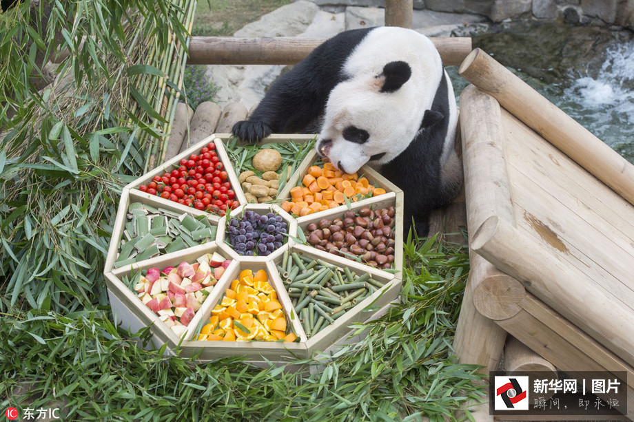 吃得開心！韓國動物園大熊貓?zhí)崆跋硎芄?jié)日大餐（組圖）