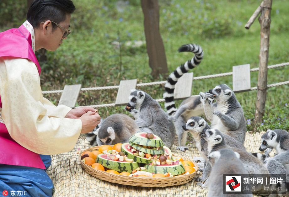 吃得開心！韓國動物園大熊貓?zhí)崆跋硎芄?jié)日大餐（組圖）